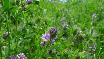 ¿Cómo se vendió y sembró semilla ilegal de alfalfa?