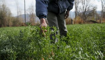 Aprobaron una variedad de alfalfa tolerante a herbicidas