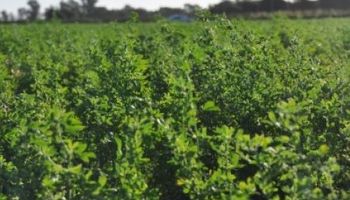 Alfalfa: la forrajera capaz de enfrentar el déficit hídrico