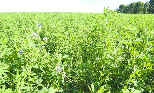 La alfalfa es un cultivo perenne. Por eso, una inversión a futuro.