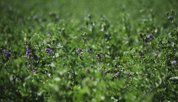 El heno de alfalfa se posiciona en el mercado mundial