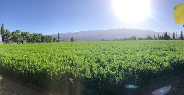 alfalfas en argentina