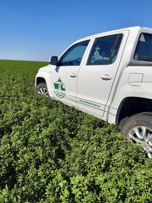 alfalfas wl