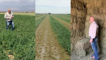 La revolución del cultivo que puede superar las 100 toneladas y competir con la soja y el maíz con nuevos negocios: la empresa que trajo lo último a nivel mundial a la Argentina