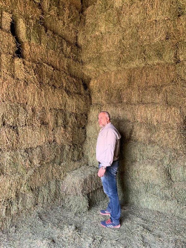 alfalfas wl agvance