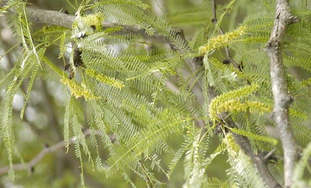 Aditivos naturales: presentan conservante para carnes a partir de hojas de algarrobo blanco