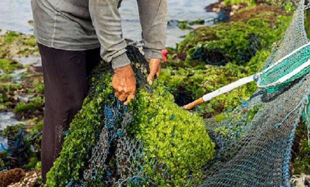 SeaGraze: el balanceado para bovinos que a base de algas reduce las emisiones de metano