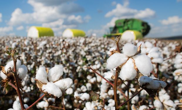 Índia está entre os dez países prioritários para o algodão brasileiro no programa Cotton Brazil. (Foto: Wenderson Araujo/Trilux)