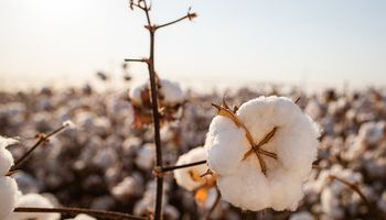 Em cinco anos, Brasil amplia em 6x participação no mercado de algodão chinês