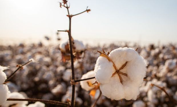Faturamento com produção de algodão tem aumento real do VBP de 23,6%. (foto - Sistema CNA/Senar)