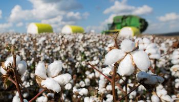Brasil deve superar EUA como maior exportador de algodão em 23/24, projeta StoneX