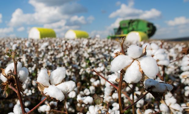 Brasil deve superar EUA como maior exportador de algodão em 2023/24, projeta StoneX