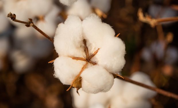 Novo padrão global para algodão é aprovado apesar de polêmica