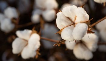 Cotação do algodão em pluma já amarga 9,18% de baixa em junho