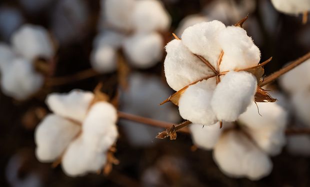 Preço do algodão em pluma está 25% menor do que o praticado no início do ano. (foto - CNA)