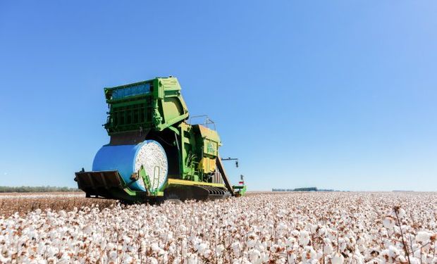 Bahia é o segundo maior produtor do Brasil e cultiva algodão em dois polos