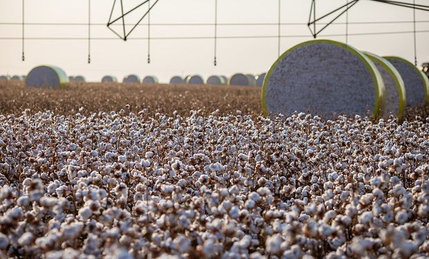 País embarcou 1,618 milhão de toneladas ao exterior de janeiro a dezembro do ano passado. (Foto -  Wenderson Araujo/Trilux)