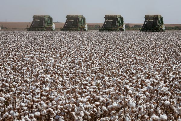 algodao-brasil-mercado-global-exportacoes-2026-