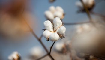Mesmo com menor produção, Brasil segue líder mundial no algodão