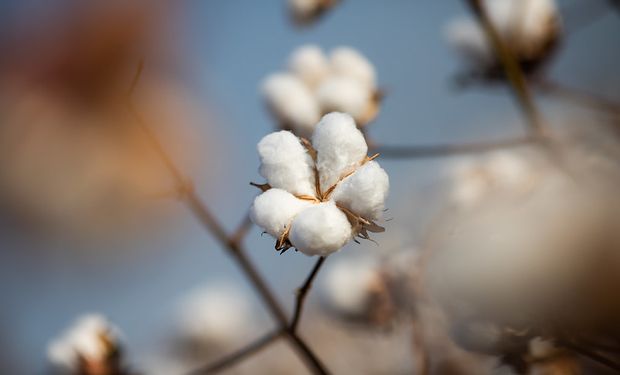 Mesmo com menor produção, Brasil segue líder mundial no algodão