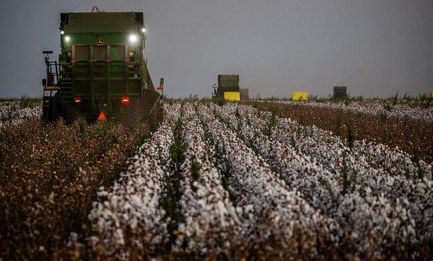 Produtores mantêm limitada a oferta de lotes da temporada passada no spot nacional. (foto - CNA)