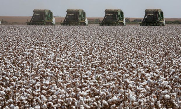 O país exportou 62,8 mil tons de algodão em agosto, primeiro mês do novo calendário de exportação. (foto - SLC Agrícola)