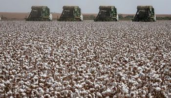 Abrapa reduz previsão sobre safra de algodão 2021/2022