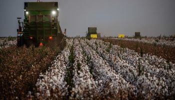 Cotação do algodão em pluma acumula alta de 8,29% em fevereiro