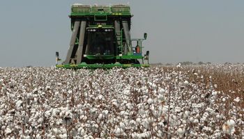 Cotação do algodão tem forte queda no Brasil apesar de alta em Nova York 