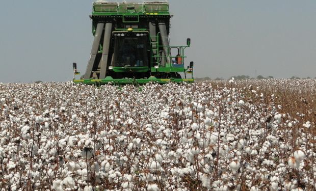 A Conab previu 2,98 milhões de toneladas de algodão em pluma para esta temporada.