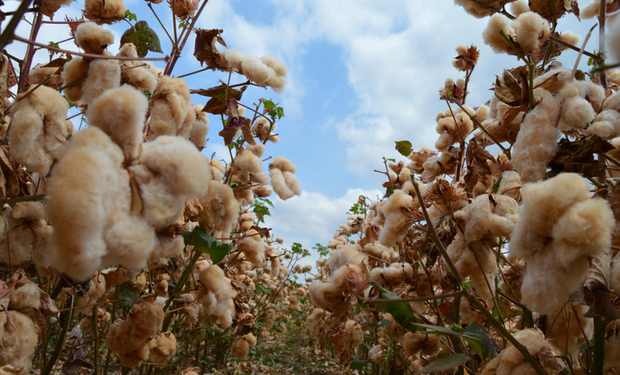 Embrapa lançou cultivares coloridas no Nordeste. (Foto - Embrapa)