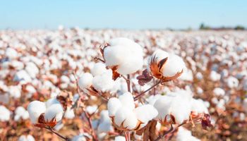 Safra de algodão de Mato Grosso pode ter recorde histórico de produtividade