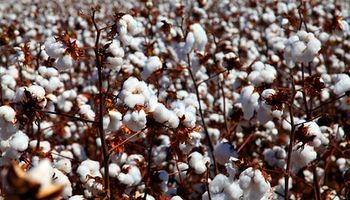 SP aumentou em 71,3% área plantada de algodão
