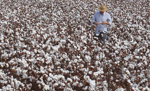 Trabalho tem sido para reduzir o impacto ambiental da cotonicultura. (fotos - Embrapa)