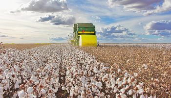 Brasil mantém posto de segundo maior exportador mundial de algodão em 2023