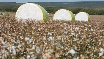 Brasil ultrapassa EUA e vira líder na exportação mundial de algodão