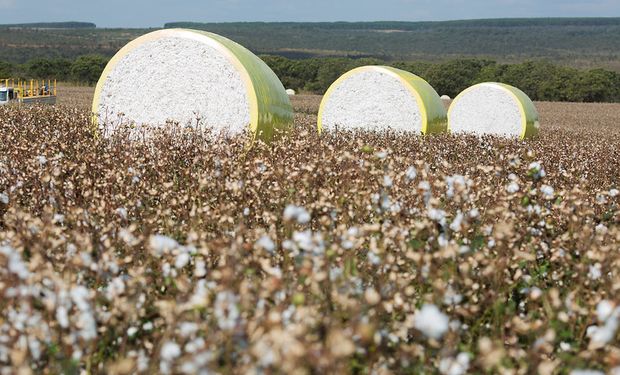 Volume previsto para esta safra é de 2,973 milhões de toneladas de pluma, alta de 16,6% e segundo maior volume da história. (foto - CNA)