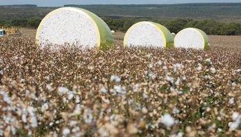Setor do algodão prevê aumento da produção e da exportação nesta safra