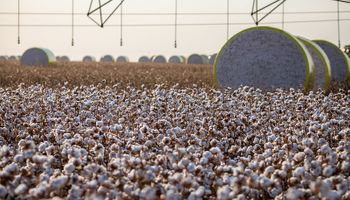 Cotação do algodão busca sustentação do mercado internacional