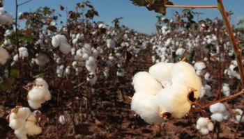Cotação da pluma de algodão decola com ventos internacionais
