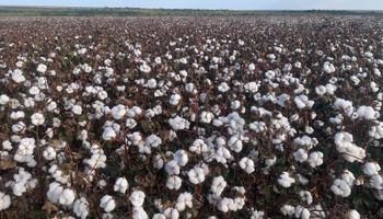 Produção de grãos brasileira deve chegar a 390 milhões de toneladas até 2033, diz estudo