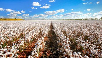 Cotação do algodão fecha novembro no azul e pode ter novo impulso