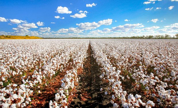 O preço da pluma subiu 4,5% no mês passado. (foto - Cepagri)