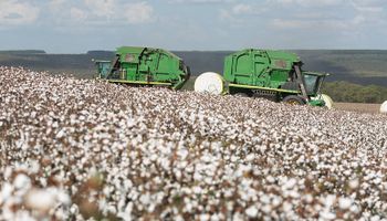 Cotação do algodão estende recuperação em julho