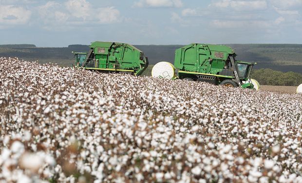 No Brasil, o algodão em pluma teve alta (dia 10), mas ainda soma desvalorização de 1,31% em janeiro. (foto - CNA)