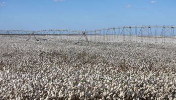 Produção de algodão crescerá mesmo com preço mais baixo em 2023