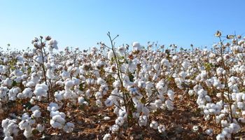 Plantio direto do algodão incrementa carbono no solo, aponta Embrapa