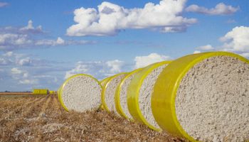 Algodão reage no Brasil, supera R$ 3,60 e vendedores mantêm firmeza nos preços