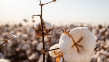 Dívida de R$ 1,3 bilhão: governo de Mato Grosso pede falência do Rei do Algodão