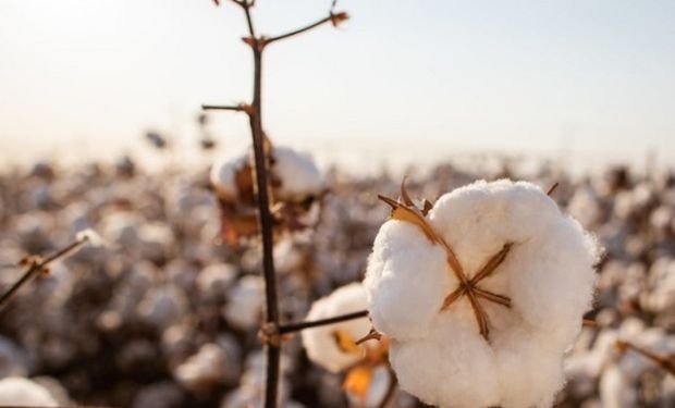 Dívida de R$ 1,3 bilhão: governo de Mato Grosso pede falência do Rei do Algodão